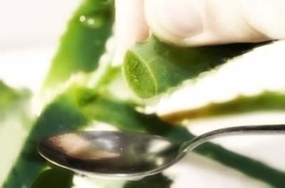 Aloe vera